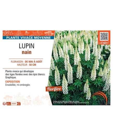 LUPIN NAIN (blanc)