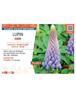 LUPIN NAIN (bleu clair)