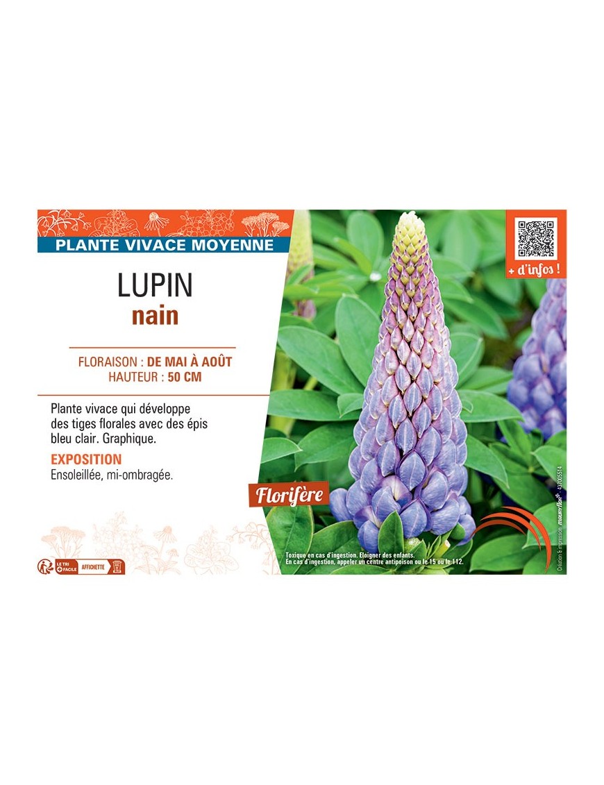 LUPIN NAIN (bleu clair)