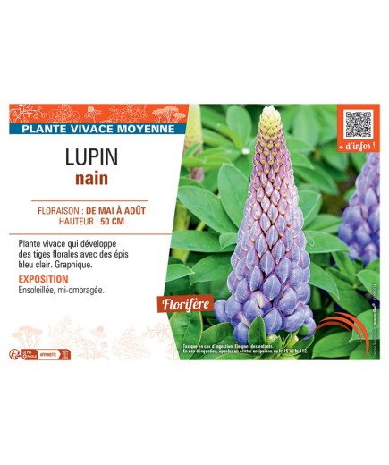 LUPIN NAIN (bleu clair)