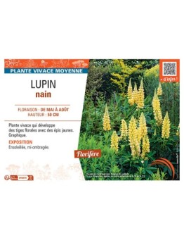LUPIN NAIN (jaune)