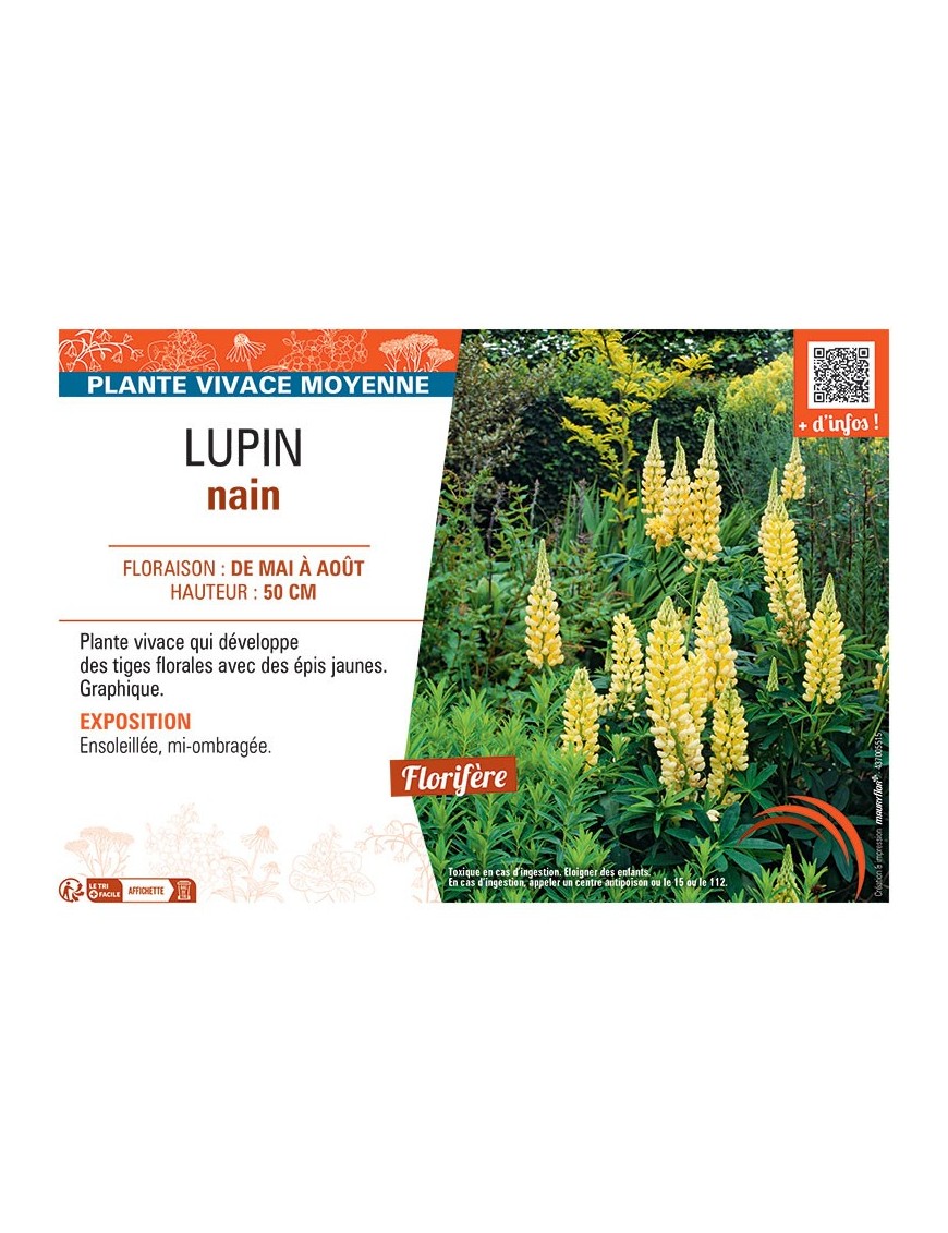 LUPIN NAIN (jaune)
