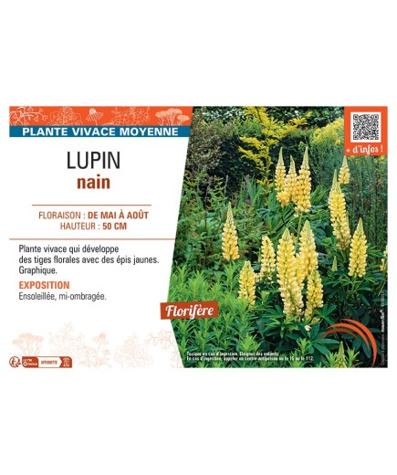 LUPIN NAIN (jaune)