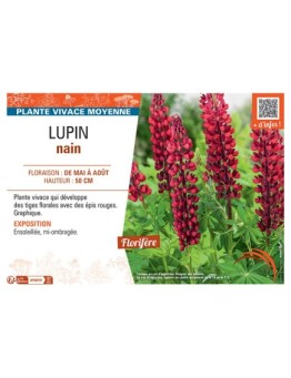LUPIN NAIN (rouge)