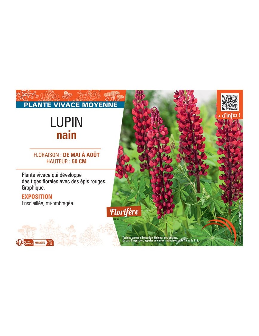 LUPIN NAIN (rouge)