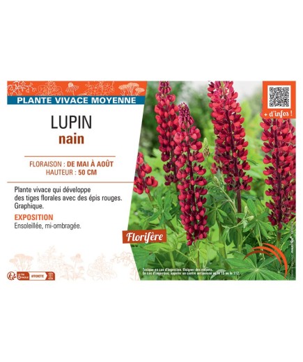 LUPIN NAIN (rouge)