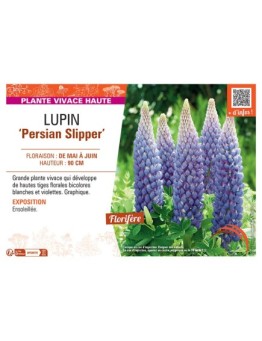 LUPIN PERSIAN SLIPPER