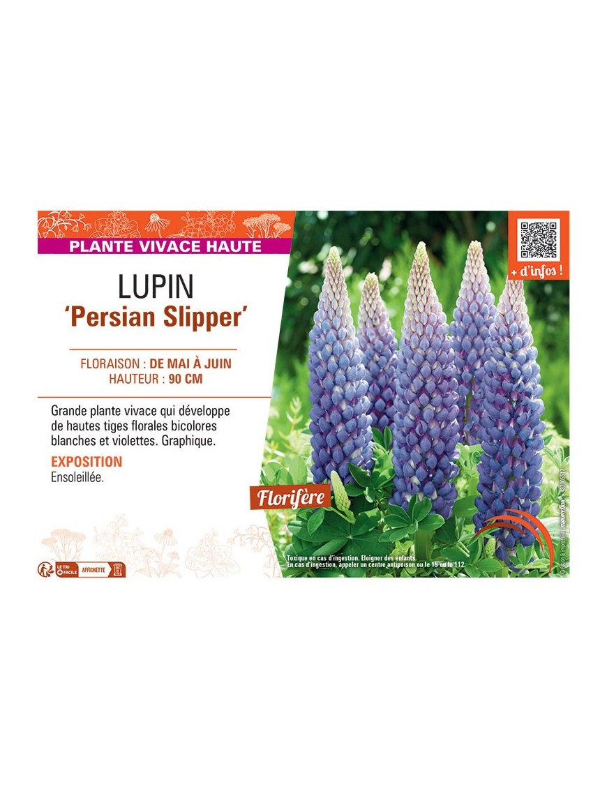 LUPIN PERSIAN SLIPPER