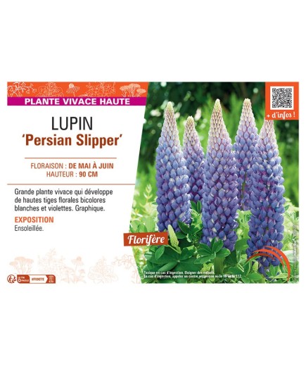LUPIN PERSIAN SLIPPER