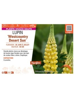 LUPIN WESTCOUNTRY DESERT SUN