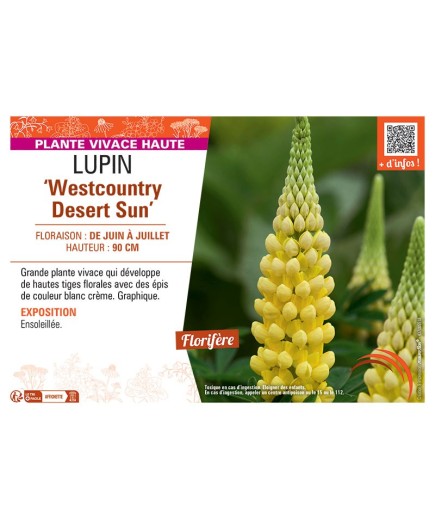 LUPIN WESTCOUNTRY DESERT SUN