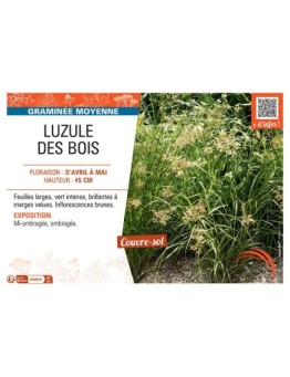 LUZULE DES BOIS