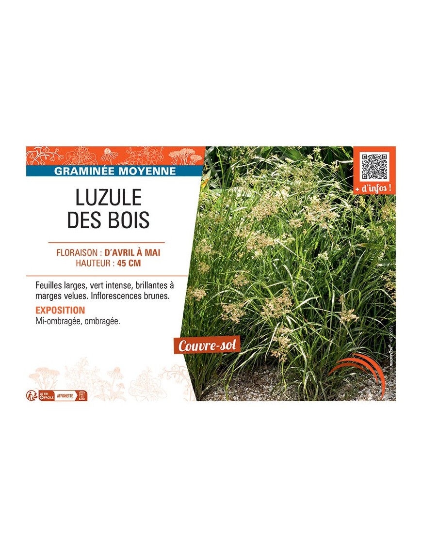 LUZULE DES BOIS