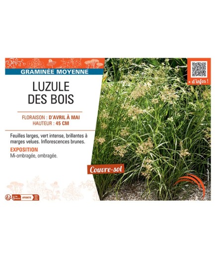 LUZULE DES BOIS
