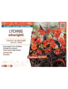 LYCHNIS ARKWRIGHTII