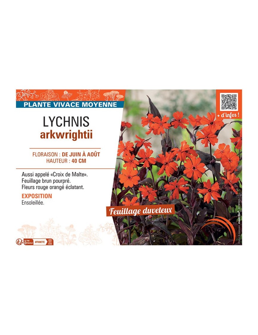 LYCHNIS ARKWRIGHTII