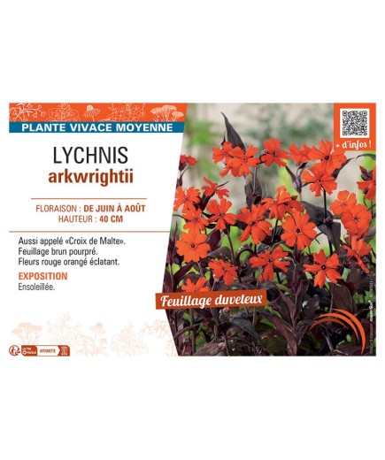 LYCHNIS ARKWRIGHTII