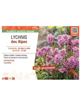 LYCHNIS DES ALPES (rose)