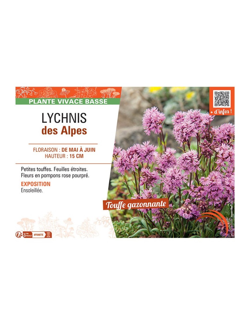 LYCHNIS DES ALPES (rose)