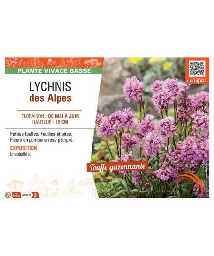 LYCHNIS DES ALPES (rose)