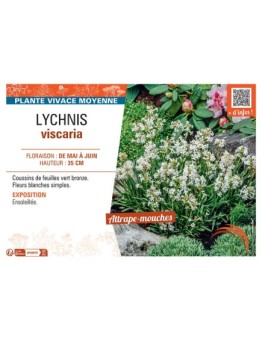 LYCHNIS VISCARIA (blanc)