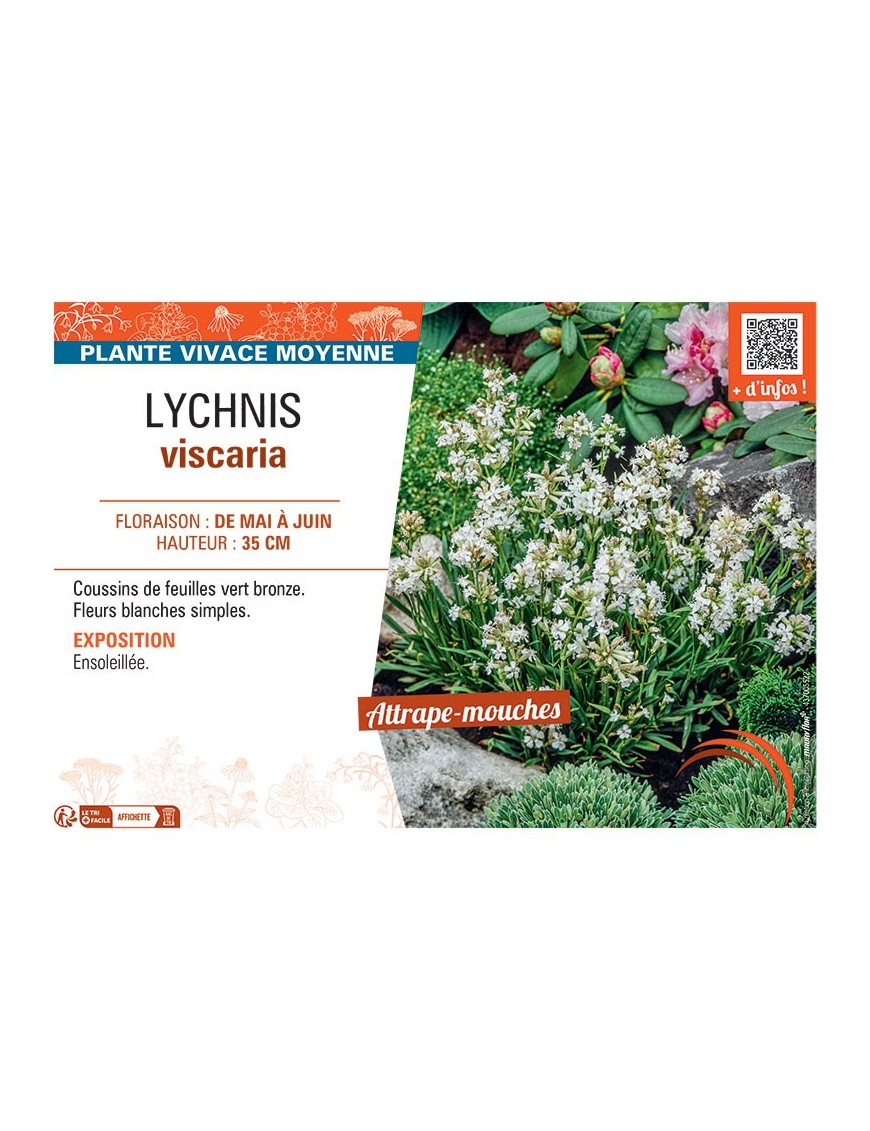 LYCHNIS VISCARIA (blanc)