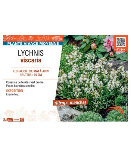 LYCHNIS VISCARIA (blanc)