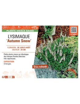 LYSIMAQUE AUTUMN SNOW