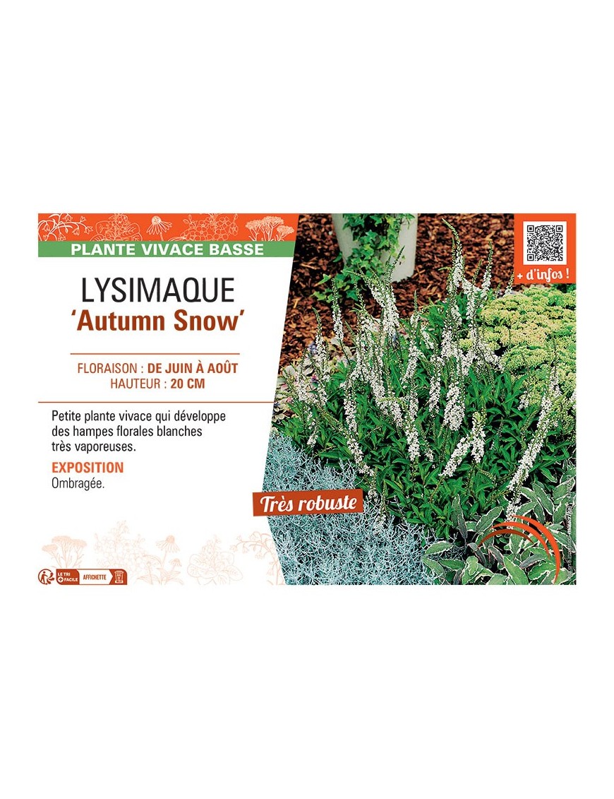 LYSIMAQUE AUTUMN SNOW