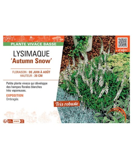 LYSIMAQUE AUTUMN SNOW