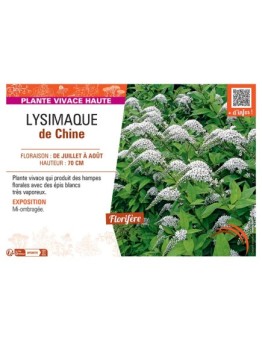 LYSIMAQUE DE CHINE
