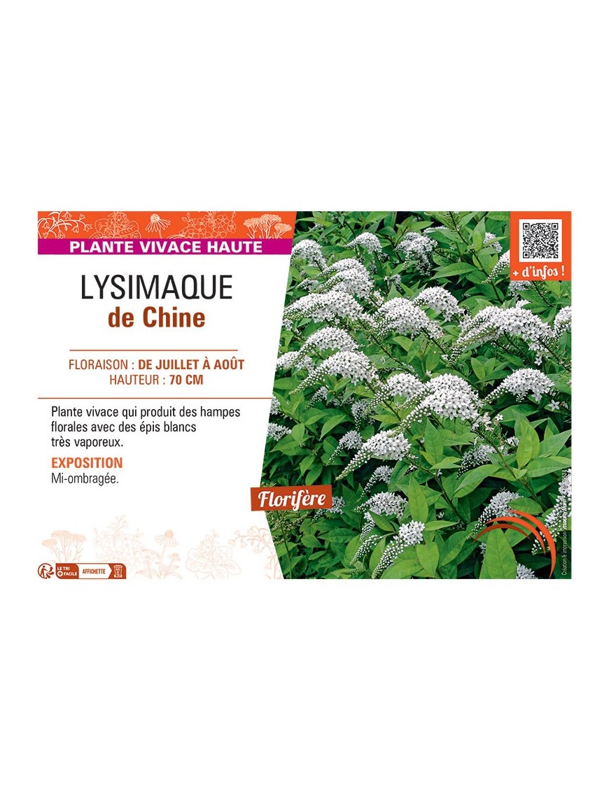 LYSIMAQUE DE CHINE