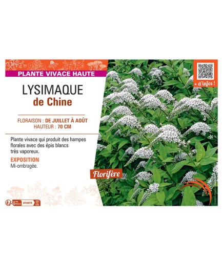 LYSIMAQUE DE CHINE