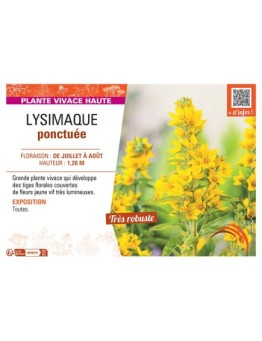 LYSIMAQUE PONCTUEE