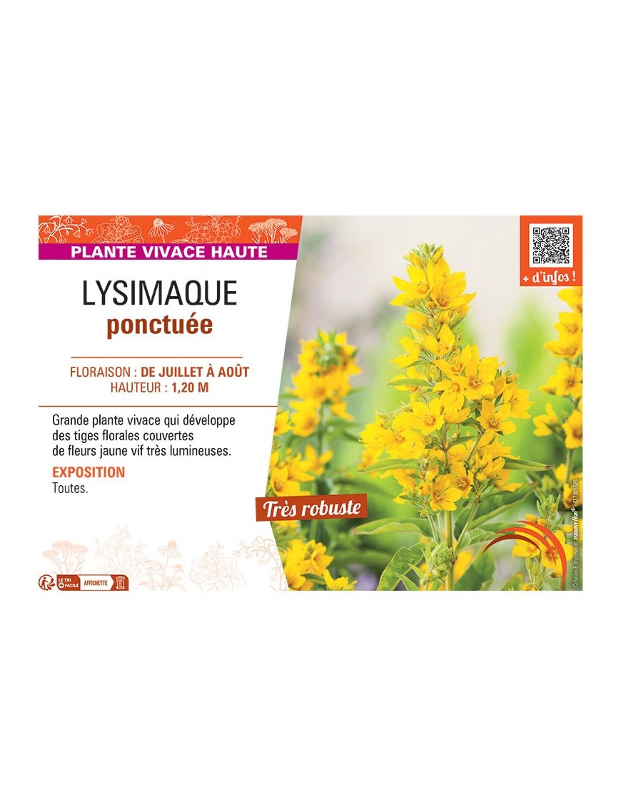 LYSIMAQUE PONCTUEE