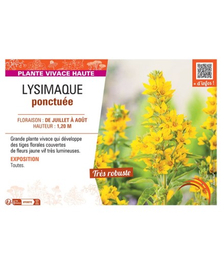 LYSIMAQUE PONCTUEE