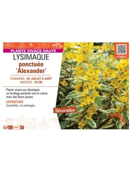 LYSIMAQUE PONCTUEE ALEXANDER