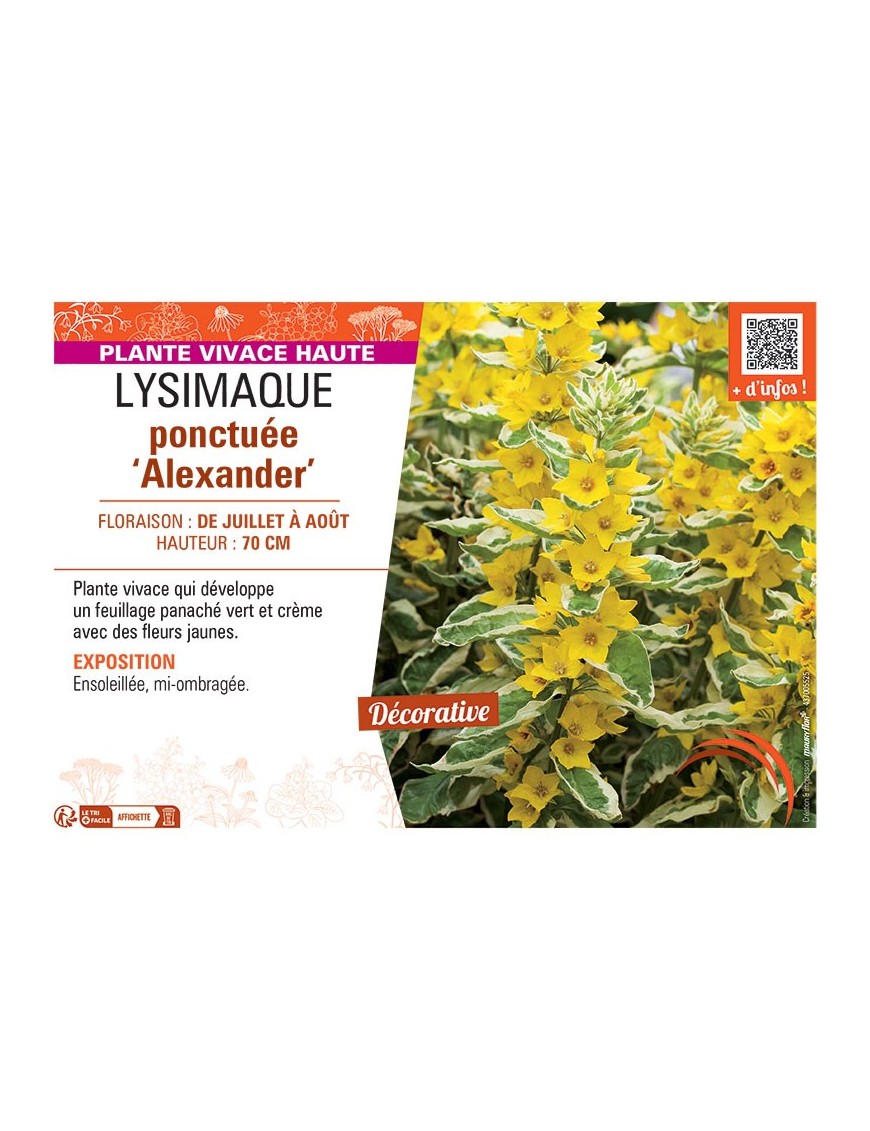 LYSIMAQUE PONCTUEE ALEXANDER