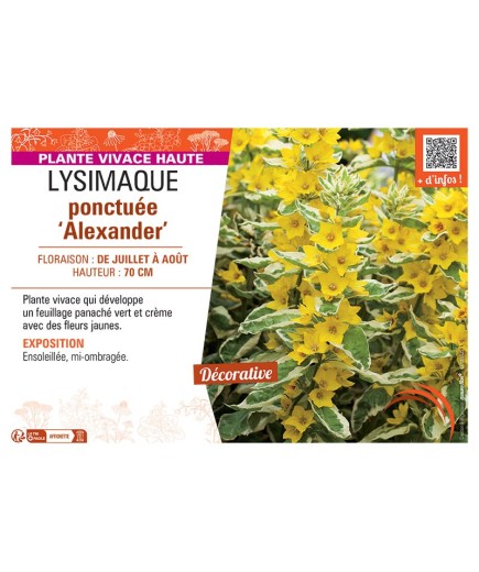 LYSIMAQUE PONCTUEE ALEXANDER