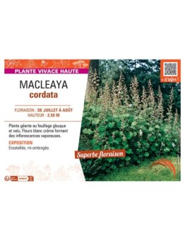 MACLEAYA CORDATA