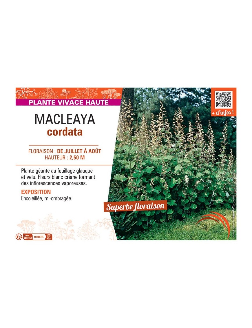MACLEAYA CORDATA