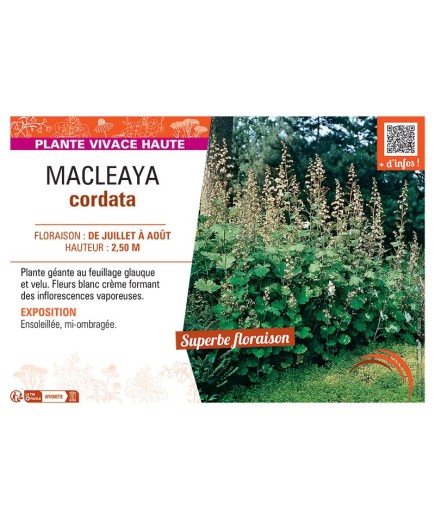 MACLEAYA CORDATA