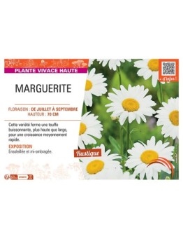 MARGUERITE