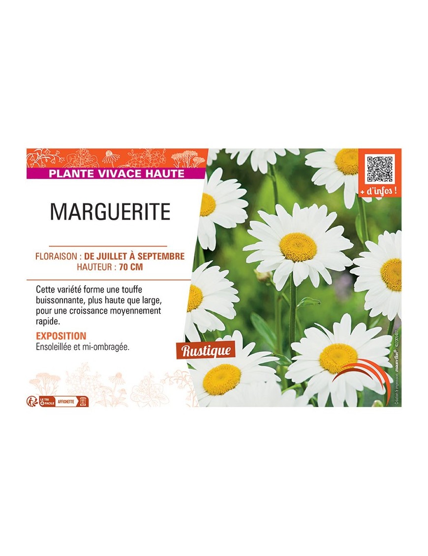 MARGUERITE