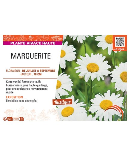 MARGUERITE