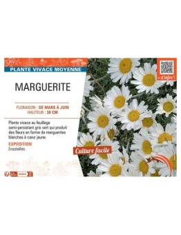 MARGUERITE (blanc)