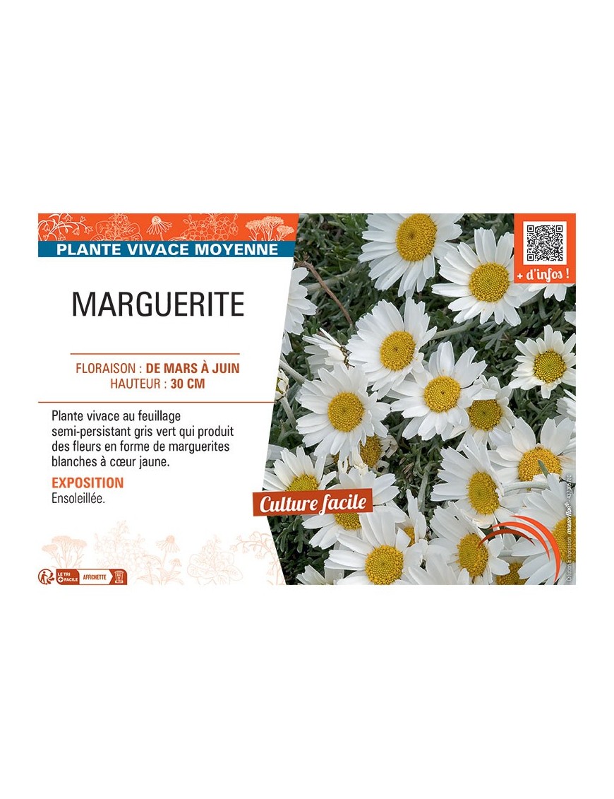 MARGUERITE (blanc)