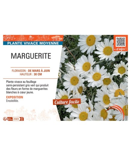MARGUERITE (blanc)