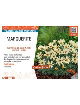 MARGUERITE (jaune)