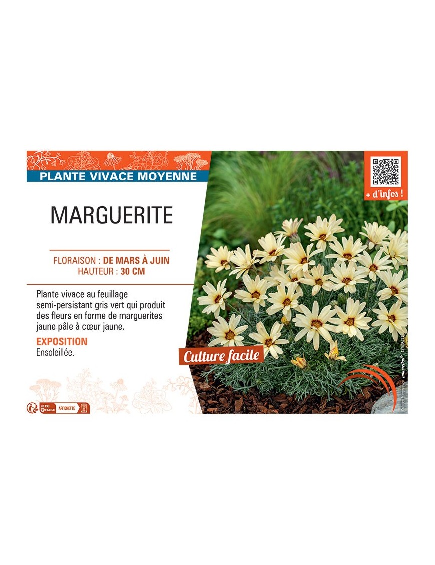 MARGUERITE (jaune)